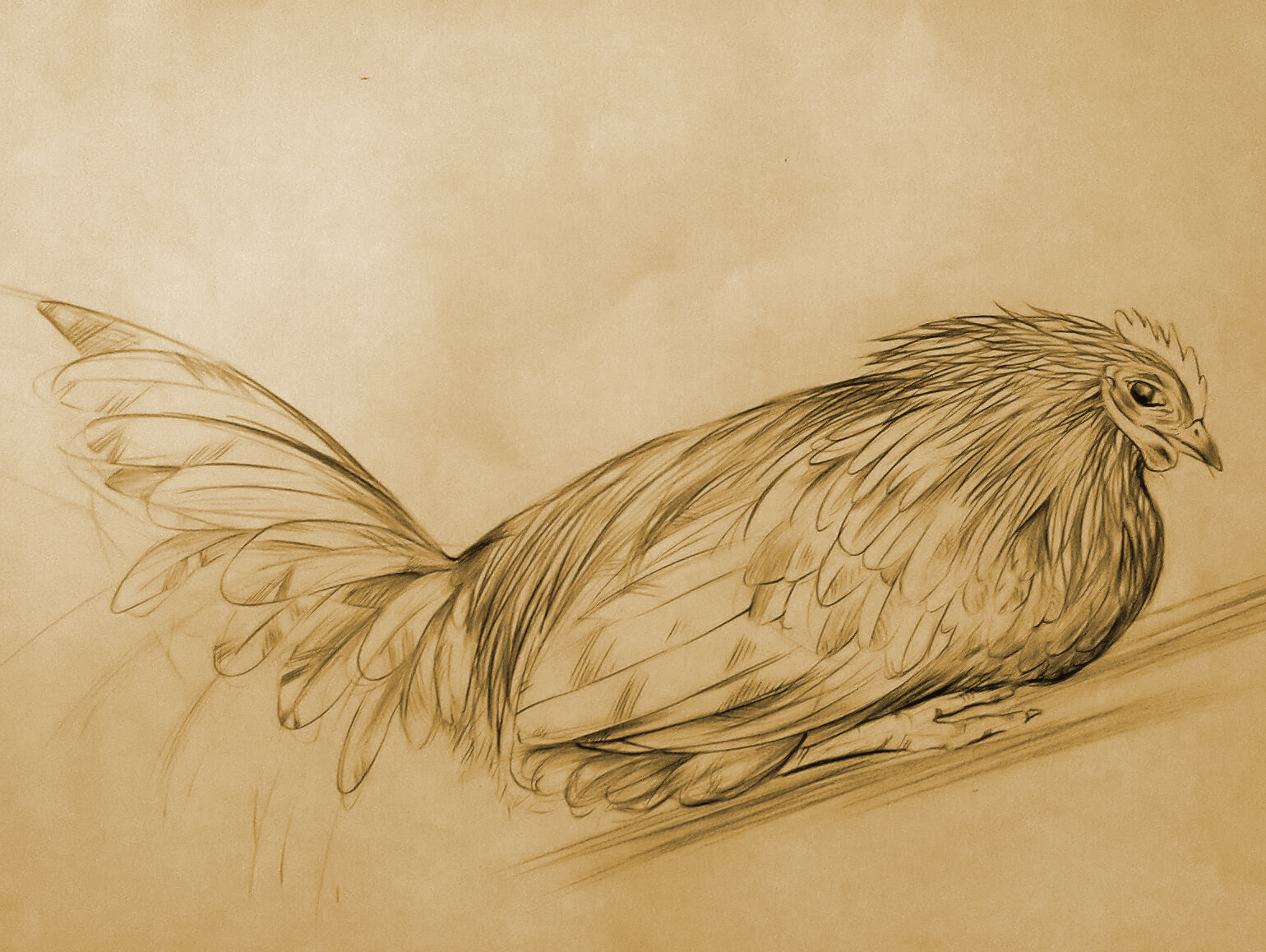 ফটো০০৭১